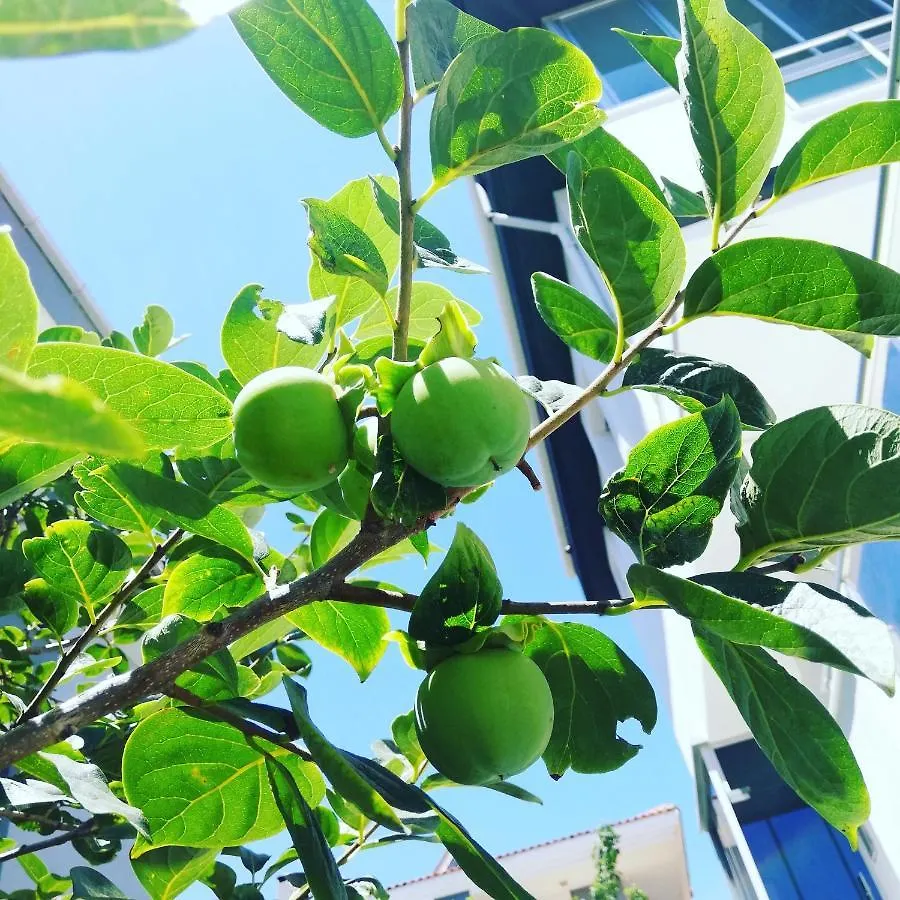 Luna 阿拉恰特